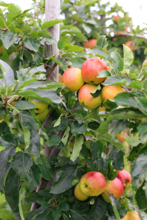 A day trip from Copenhagen to pick some of Denmark's best apples and pears at the Frydenlunds Frugtplantage outside of Vedbaek.